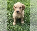 Small Photo #10 Goldendoodle Puppy For Sale in WOODLAND, AL, USA