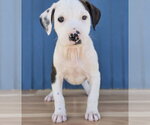 Small #2 American Staffordshire Terrier Mix