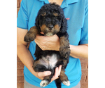 Small Photo #2 Bernedoodle (Miniature) Puppy For Sale in ROY, UT, USA