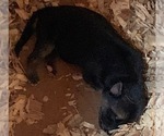 Small Photo #19 German Shepherd Dog Puppy For Sale in HEDGESVILLE, WV, USA