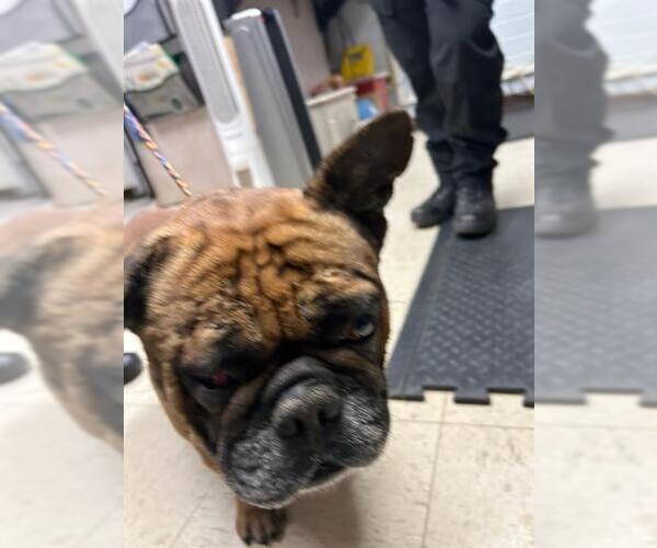 Medium Photo #1 French Bulldog Puppy For Sale in Stockton, CA, USA