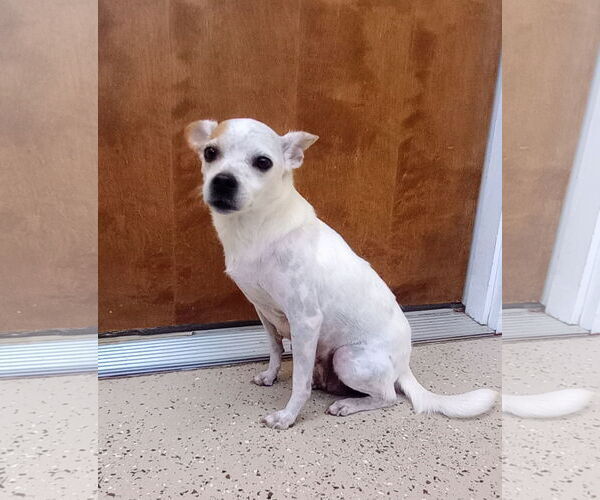 Medium Photo #3 ShiChi Puppy For Sale in York, SC, USA