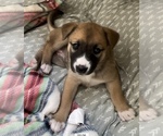 Puppy Andrea Alaskan Husky-Whippet Mix
