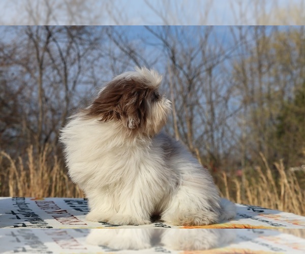 Medium Photo #6 ShihPoo Puppy For Sale in DYERSBURG, TN, USA