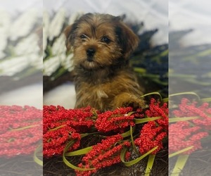 Shorkie Tzu Puppy for sale in CINCINNATI, OH, USA