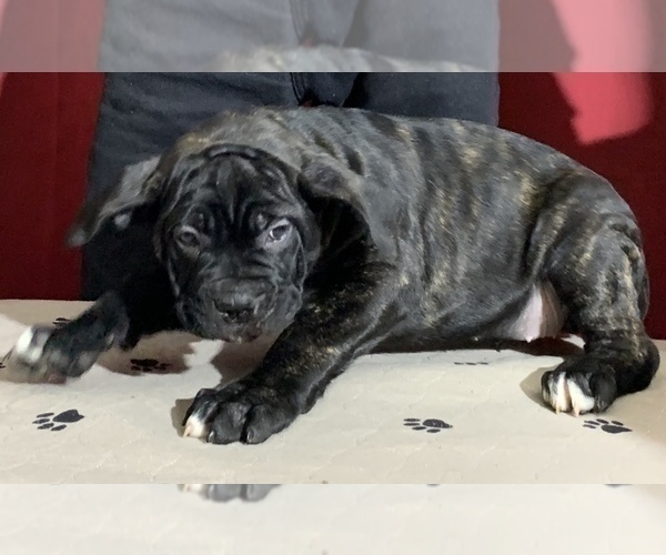 Medium Photo #125 Cane Corso Puppy For Sale in COTTAGE GROVE, OR, USA