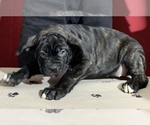 Small Photo #125 Cane Corso Puppy For Sale in COTTAGE GROVE, OR, USA