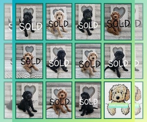 Goldendoodle-Poodle (Standard) Mix Puppy for sale in WALNUT COVE, NC, USA