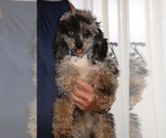 Small #12 Poodle (Miniature)