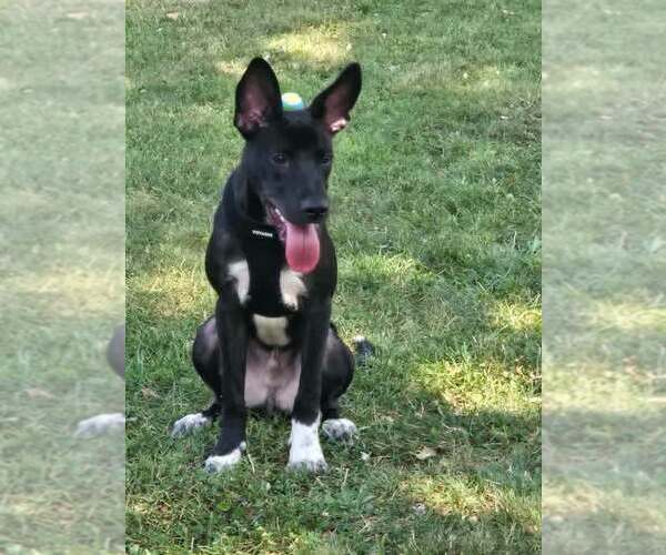 Medium Photo #3 Australian Kelpie-Unknown Mix Puppy For Sale in Shillington, PA, USA