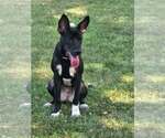 Small #2 Australian Kelpie Mix