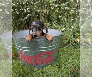 Dachshund Puppy for sale in MIDDLEBURY, IN, USA