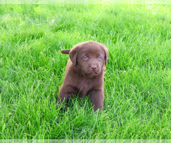 Medium Photo #3 Labrador Retriever Puppy For Sale in SYRACUSE, IN, USA