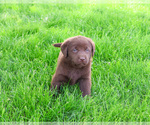 Small #2 Labrador Retriever