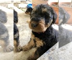 Small Photo #1 Airedale Terrier Puppy For Sale in MOSCOW, ID, USA