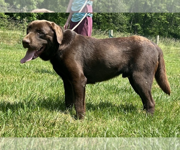 Medium Photo #1 Labrador Retriever Puppy For Sale in NEOLA, WV, USA