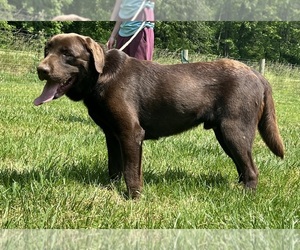Father of the Labrador Retriever puppies born on 09/26/2026