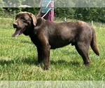 Small Photo #1 Labrador Retriever Puppy For Sale in NEOLA, WV, USA