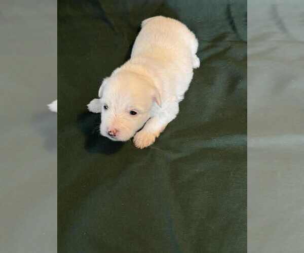 Medium Photo #2 Coton de Tulear Puppy For Sale in TIMBER, OR, USA