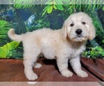 Small Photo #7 Goldendoodle-Poodle (Standard) Mix Puppy For Sale in PEYTON, CO, USA