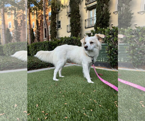 Medium Photo #1 Canadian Eskimo Dog-Colonial Cocker Spaniel Mix Puppy For Sale in Lake Elsinore, CA, USA