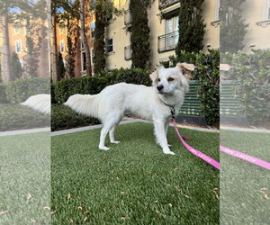 Canadian Eskimo Dog-Colonial Cocker Spaniel Mix Dogs for adoption in Lake Elsinore, CA, USA