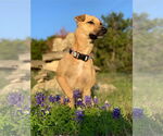 Small #1 Black Mouth Cur Mix