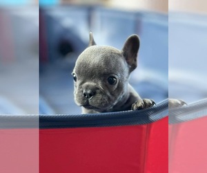 French Bulldog Puppy for sale in DOUGLASVILLE, GA, USA