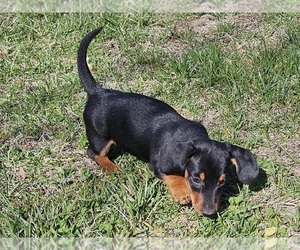 Maltipoo Puppy for sale in CLARK, MO, USA