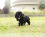 Small #2 Poodle (Toy)