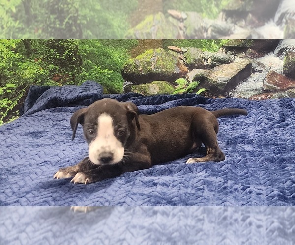 Medium Photo #6 Catahoula Leopard Dog Puppy For Sale in CUMBY, TX, USA