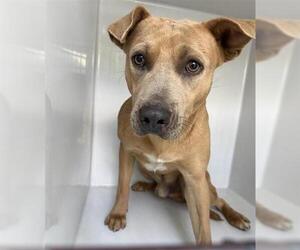 Staffordshire Bull Terrier Dogs for adoption in Houston, TX, USA