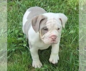 Victorian Bulldogge Puppy for sale in JASONVILLE, IN, USA