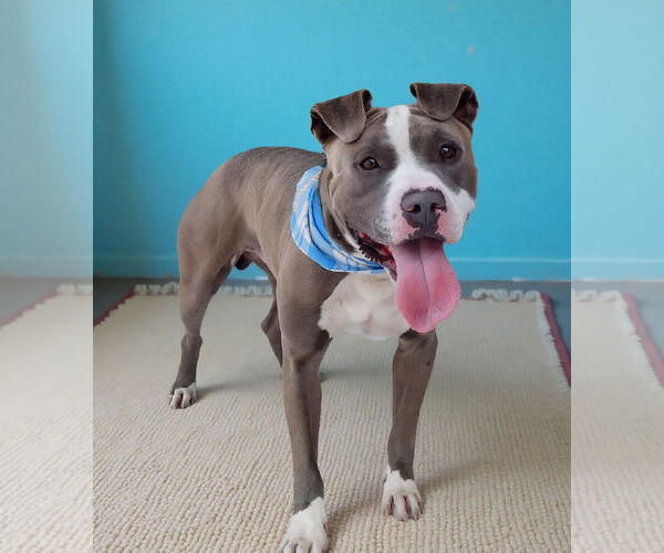 Medium Photo #1 American Pit Bull Terrier Puppy For Sale in Pasadena, CA, USA