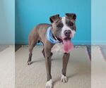 Small American Pit Bull Terrier