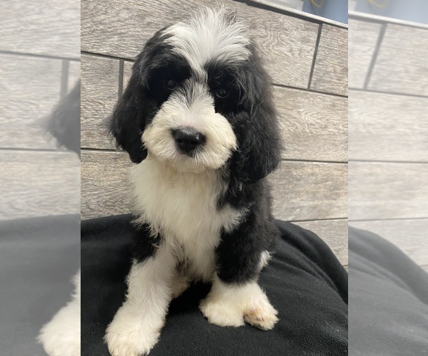 Medium Photo #1 Bernedoodle Puppy For Sale in RICHMOND, IL, USA
