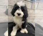 Small Photo #1 Bernedoodle Puppy For Sale in RICHMOND, IL, USA