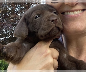 Labrador Retriever Puppy for sale in MEAD, WA, USA