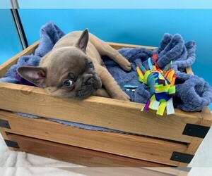 French Bulldog Puppy for sale in TAMPA, FL, USA