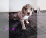 Small Photo #2 Sheprador Puppy For Sale in ELMA, IA, USA