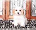 Small Photo #1 Cavapoo Puppy For Sale in NAPLES, FL, USA