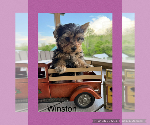 Medium Photo #9 Yorkshire Terrier Puppy For Sale in BENNINGTON, IN, USA