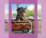 Small #8 Yorkshire Terrier