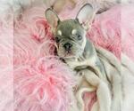 Small #20 French Bulldog