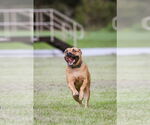 Small #5 Mutt