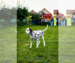 Puppy Royal Arena HTZ Dalmatian