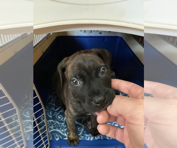 Medium Photo #5 Bullmastiff Puppy For Sale in BRUNSWICK, GA, USA