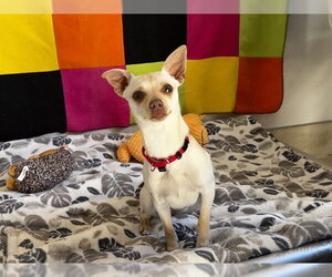 Chihuahua Dogs for adoption in McKinleyville, CA, USA