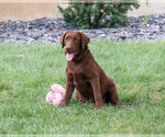 Coco - Female Labrador Retriever Puppy for Sale - Photo #5