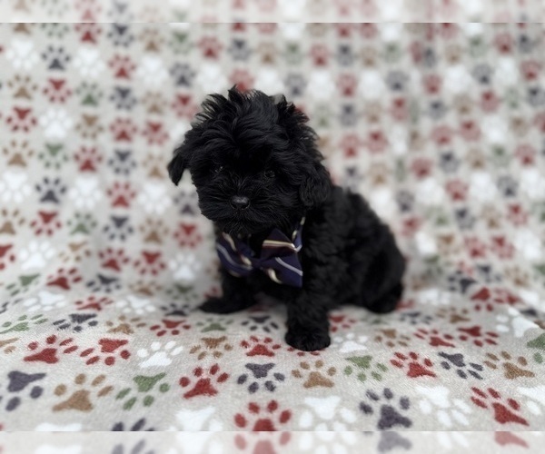 Medium Photo #8 Shih-Poo Puppy For Sale in LAKELAND, FL, USA